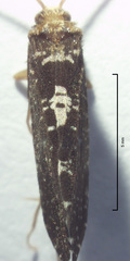 Polyplectropus altera