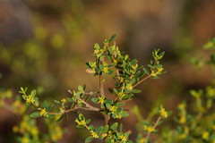 Pimelea flava flava