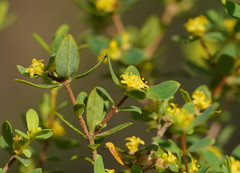 Pimelea flava flava
