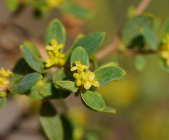 Pimelea flava flava