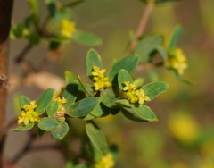 Pimelea flava flava
