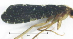 Polyplectropus altera