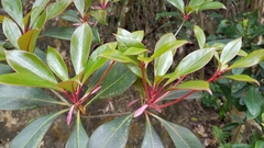 Machilus thunbergii