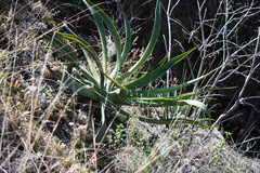 Agave vilmoriniana