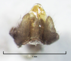Polyplectropus altera