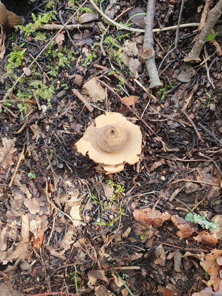 Geastrum michelianum · February 2026 · photo: © andreameucci (iNaturalist, cc-by-nc)