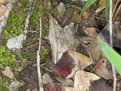 Chiasmia simplicilinea