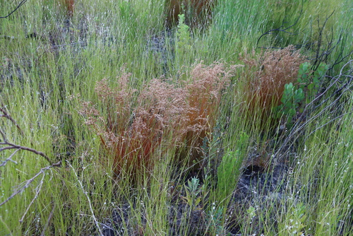 Juncus capensis (Juncus capensis)