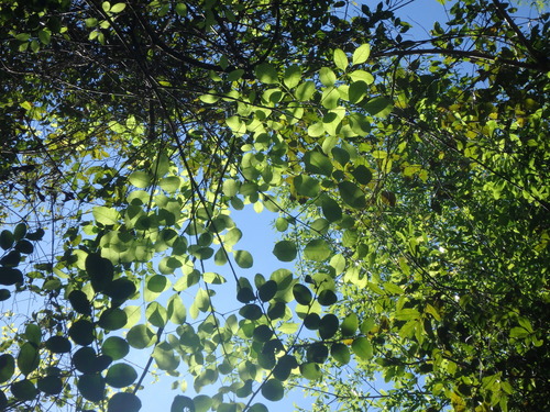 Florida ash