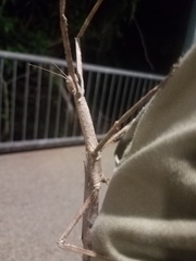 Phasmatini