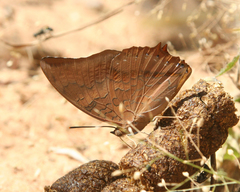 Charaxes bernardus hierax