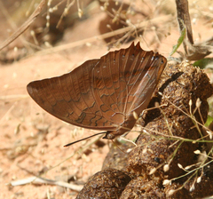 Charaxes bernardus hierax
