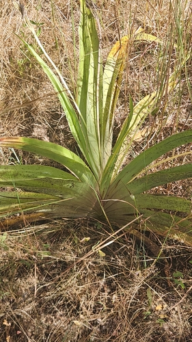 African Stargrass (Hypoxis hemerocallidea)