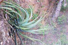 Agave vilmoriniana