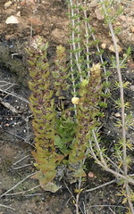 Alectra sessiliflora sessiliflora