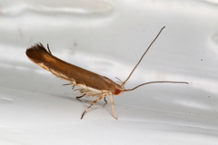 Glaphyristis marmarea