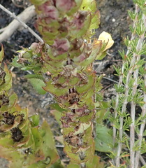 Alectra sessiliflora sessiliflora