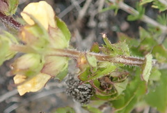 Alectra sessiliflora sessiliflora