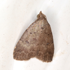 Tolpiodes oligolasia