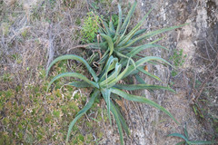 Agave vilmoriniana