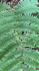 Dryopteris oligodonta, photograph (c) William Stephens, some rights reserved (CC BY)