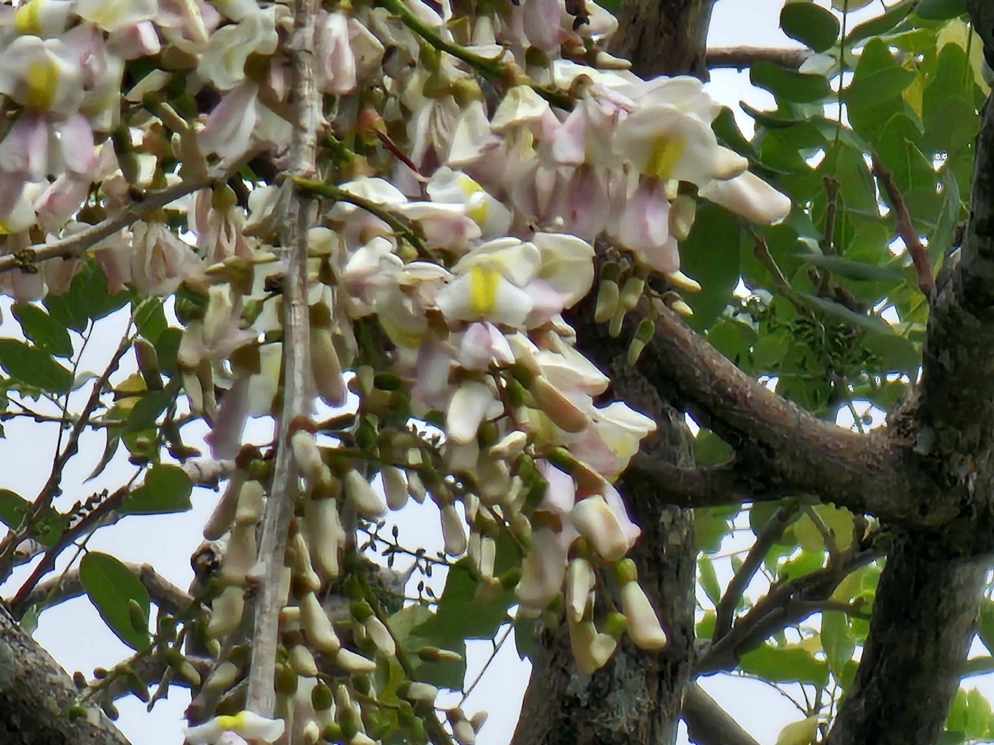 Gliricidia