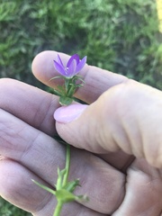 Triodanis biflora