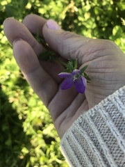 Triodanis biflora