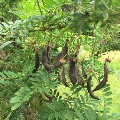 Clianthus puniceus