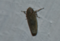 Glossocratus afzelii