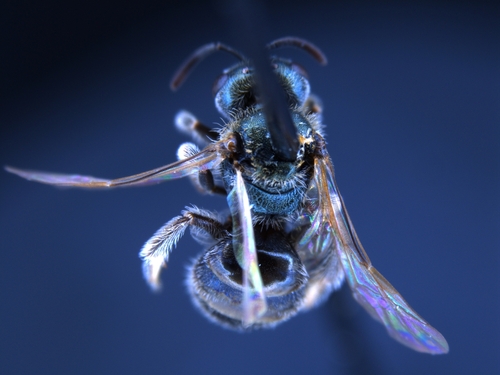 iNaturalist observation photo of Lasioglossum