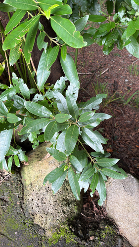 Vinhático (Persea indica)