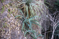 Agave vilmoriniana