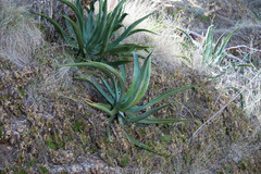 Agave vilmoriniana