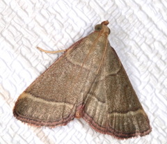Hypsopygia decoloralis