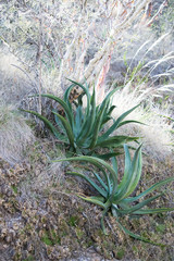 Agave vilmoriniana