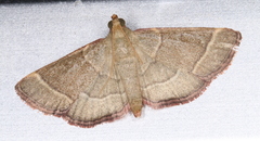 Hypsopygia decoloralis