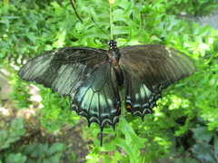 Heraclides androgeus