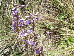 Gentianella rapunculoides