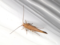 Glaphyristis marmarea