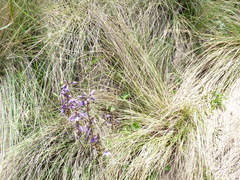 Gentianella rapunculoides