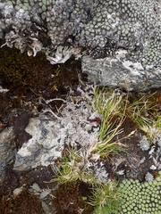 Stereocaulon colensoi