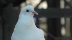 Columba livia domestica
