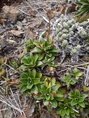Celmisia hieraciifolia