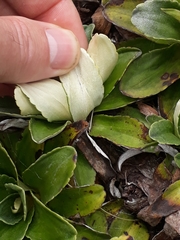 Celmisia hieraciifolia