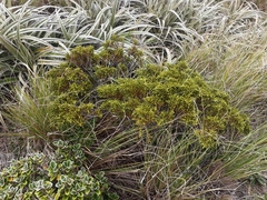 Veronica tetragona subsimilis