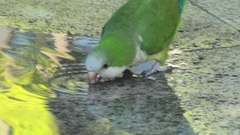 Myiopsitta monachus