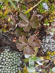 Ranunculus verticillatus