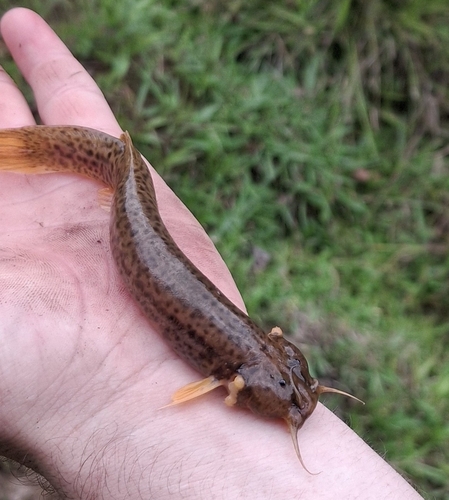 Cali pencil catfish (Trichomycterus caliensis) — Trichomycteridae — 4