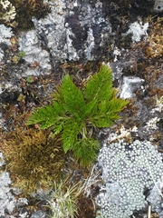 Aciphylla dissecta